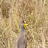 bird watching safaris - uganda